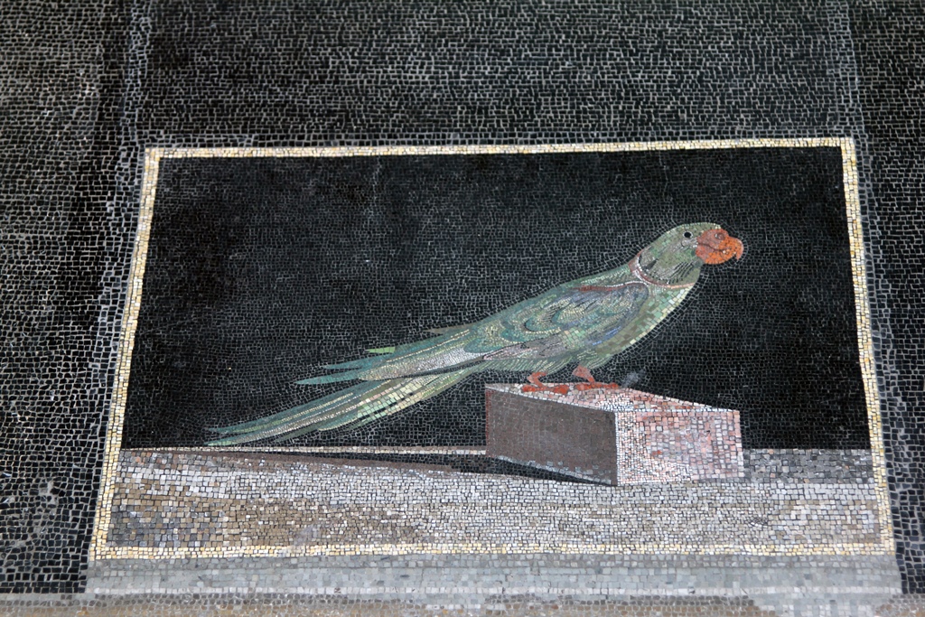 Parrot Mosaic on Floor, Telephus Room
